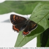 lycaena helle female2